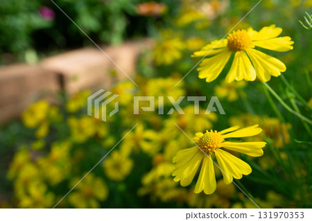 黃色金雞菊花 黃色金雞菊花 131970353