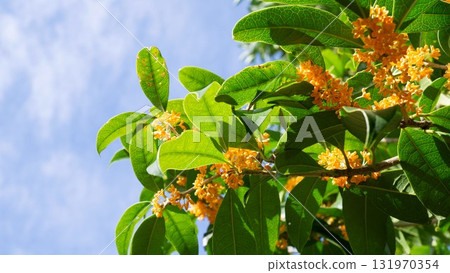 Osmanthus and autumn blue sky Osmanthus and autumn blue sky 131970354