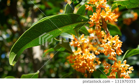 秋季桂花,花朵和葉子的特寫 秋季桂花,花朵和葉子的特寫 131970355