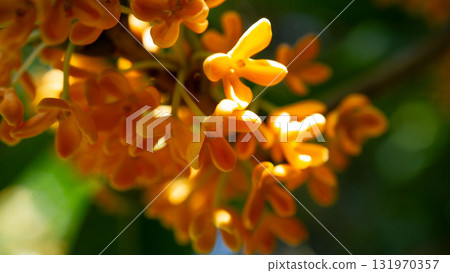 桂花在燈光下閃耀的特寫 桂花在燈光下閃耀的特寫 131970357