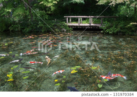 鯉魚在莫奈的池塘里游泳 131970384