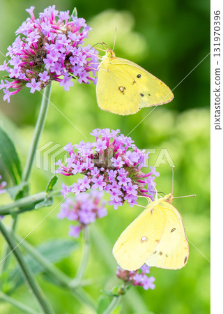 Two Colias butterflies perched on a flower and sucking nectar 131970396