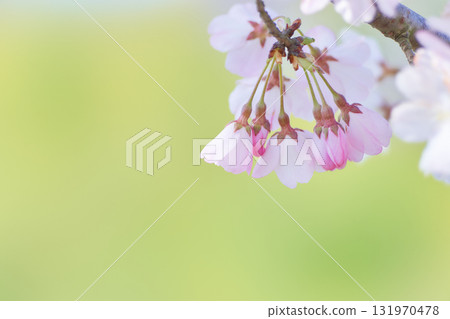 櫻花在綠色背景上開始綻放 131970478