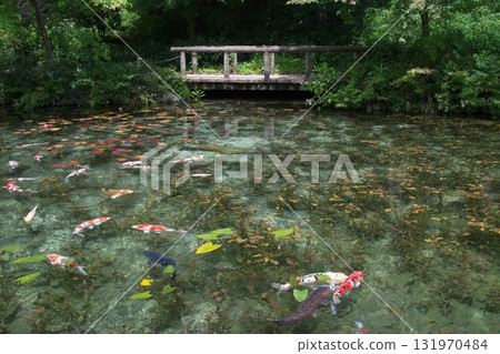 優雅的游泳鯉魚 優雅的游泳鯉魚 131970484