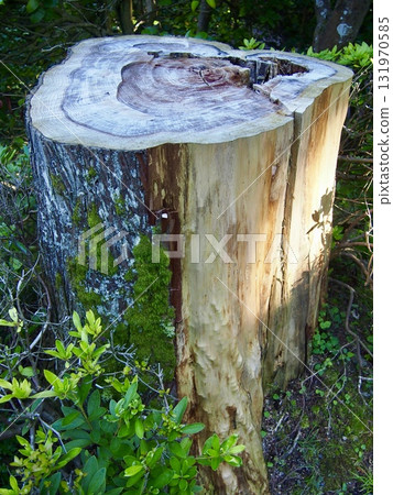 Felled tree stump 131970585