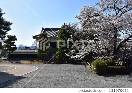 Matsumoto Castle walking trail and cherry blossoms in full bloom in Matsumoto City, Nagano Prefecture 131970611