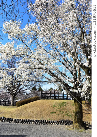 Matsumoto City, Nagano Prefecture: Walking path and cherry blossoms in full bloom at the ruins of Matsumoto Castle's Ninomaru Palace Matsumoto City, Nagano Prefecture: Walking path and cherry blossoms in full bloom at the ruins of Matsumoto Castle's Ninomaru Palace 131970613
