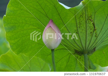 A lotus A lotus 131970637