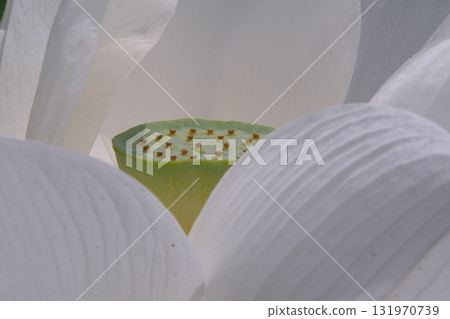 一朵蓮花 一朵蓮花 131970739