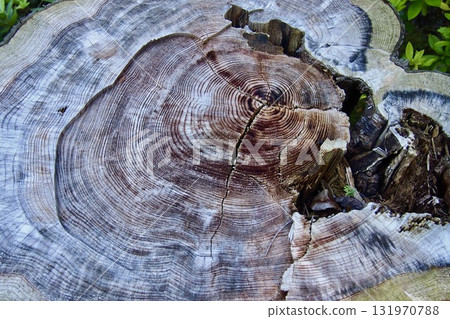 樹樁的橫切面、表面和紋理 樹樁的橫切面、表面和紋理 131970788