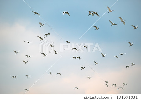 Flock of birds soaring in the clear sky during the afternoon hours 131971031