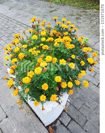 A robust garden planter filled with vibrant orange marigolds, scientifically known as Tagetes. The flowers are densely clustered, nestled among lush green foliage 131971070