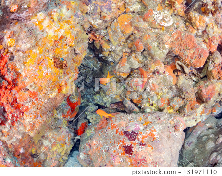 金鰭雀鯛、黃雀鯛等雀鯛的投放群 加茂區南伊豆町中木埼三海水浴場 金鰭雀鯛、黃雀鯛等雀鯛的投放群 加茂區南伊豆町中木埼三海水浴場 131971110