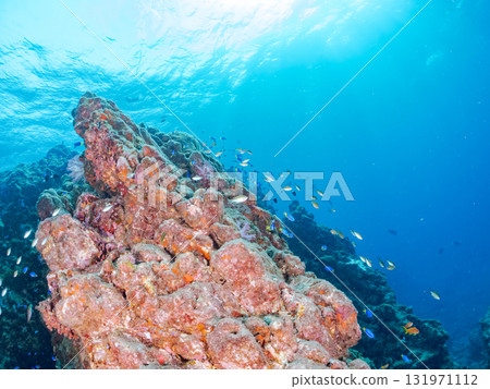 金鰭雀鯛、黃雀鯛等雀鯛的投放群 加茂區南伊豆町中木埼三海水浴場 金鰭雀鯛、黃雀鯛等雀鯛的投放群 加茂區南伊豆町中木埼三海水浴場 131971112