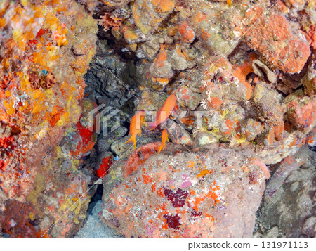 金鰭雀鯛、黃雀鯛等雀鯛的投放群 加茂區南伊豆町中木埼三海水浴場 131971113