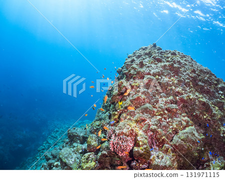 金鰭雀鯛、黃雀鯛等雀鯛的投放群 加茂區南伊豆町中木埼三海水浴場 金鰭雀鯛、黃雀鯛等雀鯛的投放群 加茂區南伊豆町中木埼三海水浴場 131971115