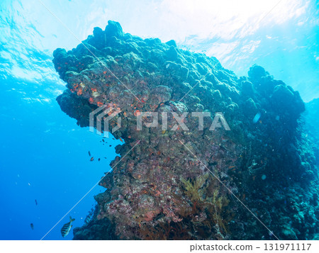 金鰭雀鯛、黃雀鯛等雀鯛的投放群 加茂區南伊豆町中木埼三海水浴場 金鰭雀鯛、黃雀鯛等雀鯛的投放群 加茂區南伊豆町中木埼三海水浴場 131971117