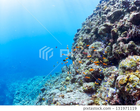 A school of goldfish anthias, yellow spotted damselfish, blue-green damselfish and others at the drop-off at Nakagi Hirizo Beach, Minamiizu Town, Kamo District. 131971119