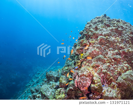 金鰭雀鯛、黃雀鯛等雀鯛的投放群 加茂區南伊豆町中木埼三海水浴場 131971121