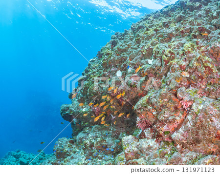 A school of goldfish anthias, yellow spotted damselfish, blue-green damselfish and others at the drop-off at Nakagi Hirizo Beach, Minamiizu Town, Kamo District. A school of goldfish anthias, yellow spotted damselfish, blue-green damselfish and others at the drop-off at Nakagi Hirizo Beach, Minamiizu Town, Kamo District. 131971123