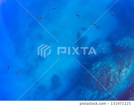 A school of goldfish anthias, yellow spotted damselfish, blue-green damselfish and others at the drop-off at Nakagi Hirizo Beach, Minamiizu Town, Kamo District. 131971125