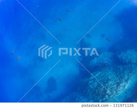 A school of goldfish anthias, yellow spotted damselfish, blue-green damselfish and others at the drop-off at Nakagi Hirizo Beach, Minamiizu Town, Kamo District. 131971126