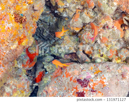 金鰭雀鯛、黃雀鯛等雀鯛的投放群 加茂區南伊豆町中木埼三海水浴場 131971127