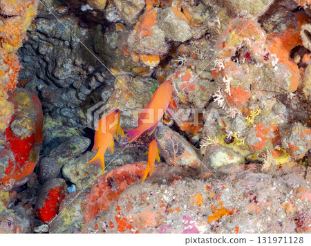 A school of goldfish anthias, yellow spotted damselfish, blue-green damselfish and others at the drop-off at Nakagi Hirizo Beach, Minamiizu Town, Kamo District. A school of goldfish anthias, yellow spotted damselfish, blue-green damselfish and others at the drop-off at Nakagi Hirizo Beach, Minamiizu Town, Kamo District. 131971128