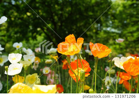 陽光透過樹梢,罌粟花盛開 陽光透過樹梢,罌粟花盛開 131971206
