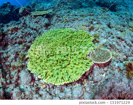一群美麗的巨型鹿角珊瑚（鹿角珊瑚科）。靜岡縣伊豆半島加茂郡南伊豆町中木埼浜 131971229