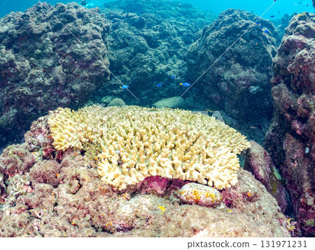 一群美麗的巨型鹿角珊瑚（鹿角珊瑚科）。靜岡縣伊豆半島加茂郡南伊豆町中木埼浜 131971231