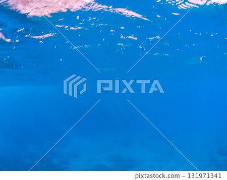 A beautiful and large green sea turtle (Chelonia mydas) swimming leisurely. Nakagi Hirizo Beach, Minamiizu-cho, Kamo-gun, Izu Peninsula, Shizuoka Prefecture 2024 131971341