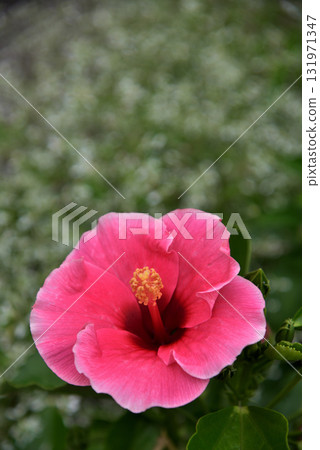 芙蓉花摘要 131971347