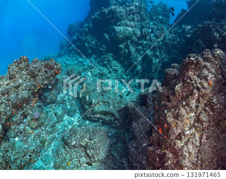 一群摩爾人偶像和其他魚類。靜岡縣伊豆半島南伊豆町中木飛騎海灘 - 2025 131971465