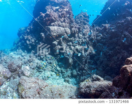 一群摩爾人偶像和其他魚類。靜岡縣伊豆半島南伊豆町中木飛騎海灘 - 2025 一群摩爾人偶像和其他魚類。靜岡縣伊豆半島南伊豆町中木飛騎海灘 - 2025 131971466