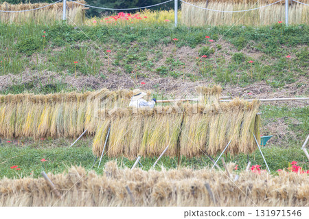 在寺坂梯田曬稻 131971546