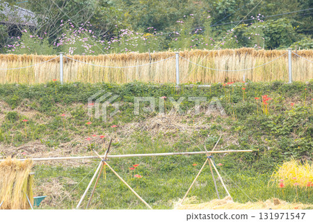 在寺坂梯田曬稻 131971547
