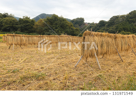 在寺坂梯田曬稻 在寺坂梯田曬稻 131971549