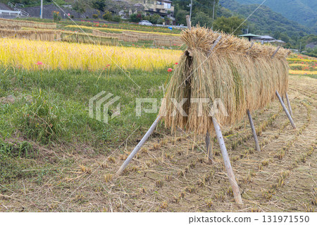 在寺坂梯田曬稻 在寺坂梯田曬稻 131971550