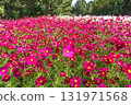 Cosmos in full bloom all over 131971568