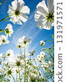 White cosmos shining in the blue sky 131971571