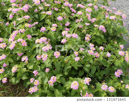 Pink Lantana Pink Lantana 131971645