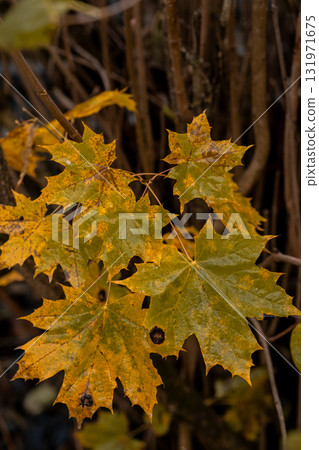 Golden and orange leaves adorn branches, capturing the essence of autumn in a serene natural environment. 131971675