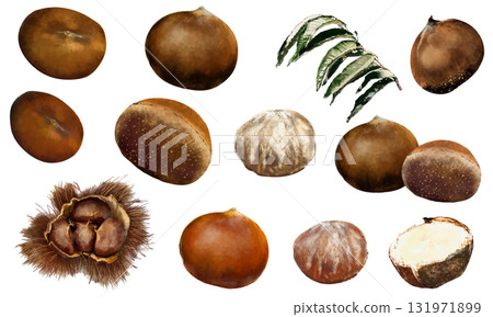 水彩畫的一組栗子 131971899