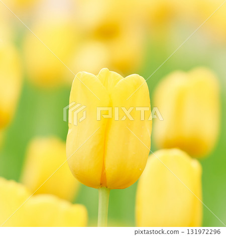 Uplifting bright yellow tulip flowers 131972296