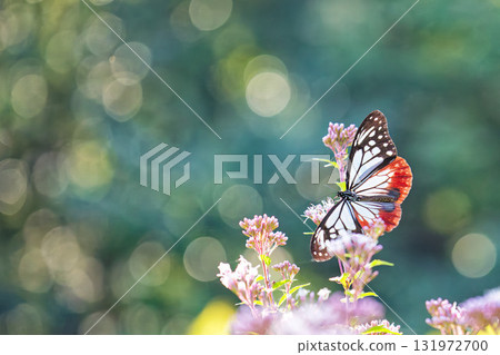 A chestnut butterfly resting with its wings spread A chestnut butterfly resting with its wings spread 131972700