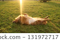 Golden retriever morning walk scene 4 131972717