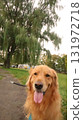 Golden retriever morning walk 3 131972718
