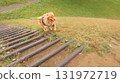 Golden retriever morning walk 2 131972719