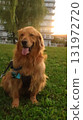 Golden retriever morning walk 131972720